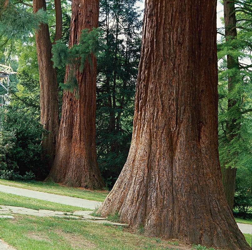 Secuoya Gigante - Imagen 3