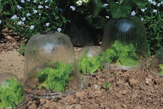 Gardenova - Petite cloche à salade D25 x3