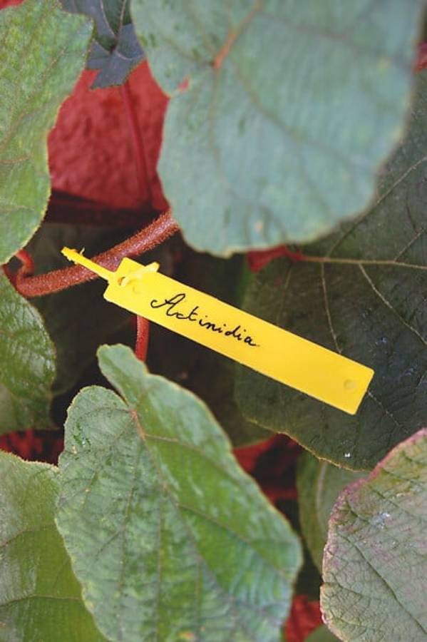 Nortène - Etiquetas para jardín Tree Label - Imagen 2