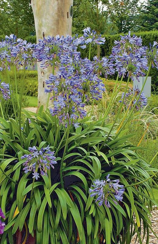 Agapanthe bleu