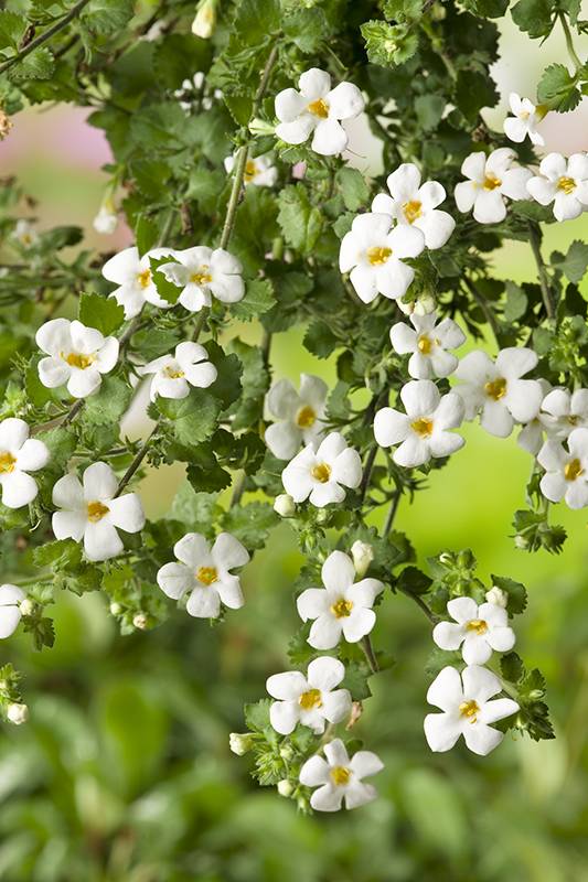 Bacopa