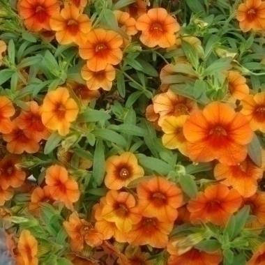 Mini-pétunia, calibrachoa