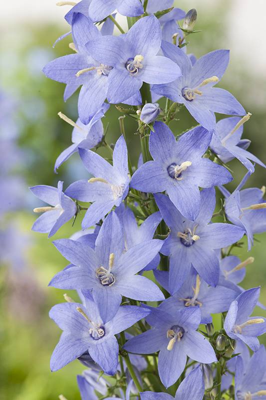 Campanula 'piramidalis' - Imagen 3