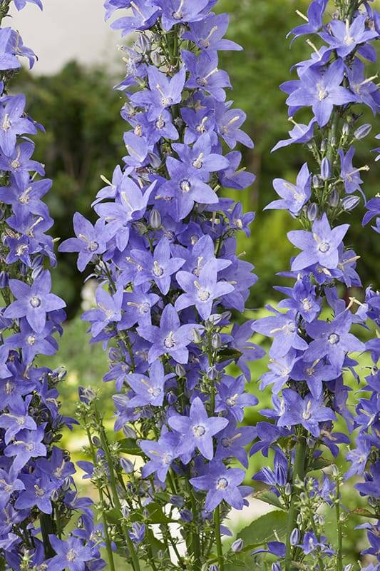 Campanula 'piramidalis' - Imagen 2