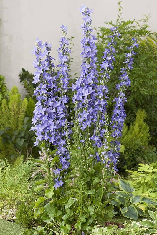 Campanula 'piramidalis' - Imagen 1