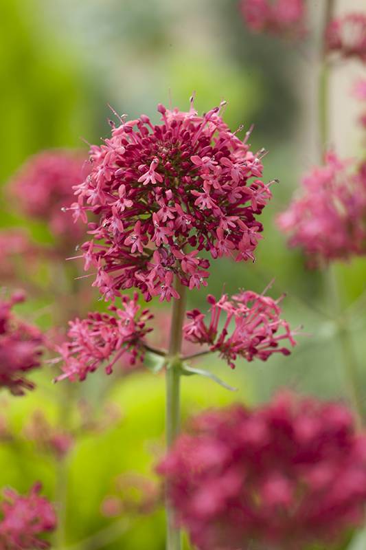 Centranthe Rouge, Lilas d'Espagne - Image 2