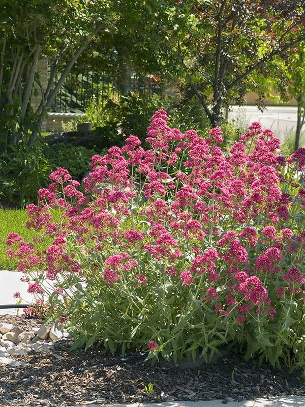 Centranthe Rouge, Lilas d'Espagne - Image 1