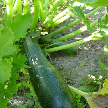 Courgette 'Tarmino' F1