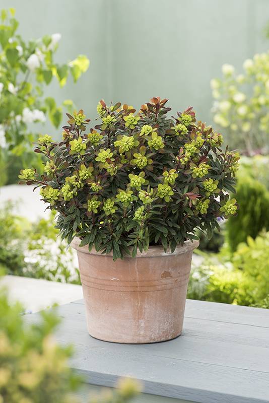 Euphorbia del bosque 'Efanthia' - Imagen 2