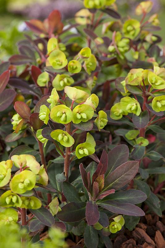 Euphorbia del bosque 'Efanthia' - Imagen 3