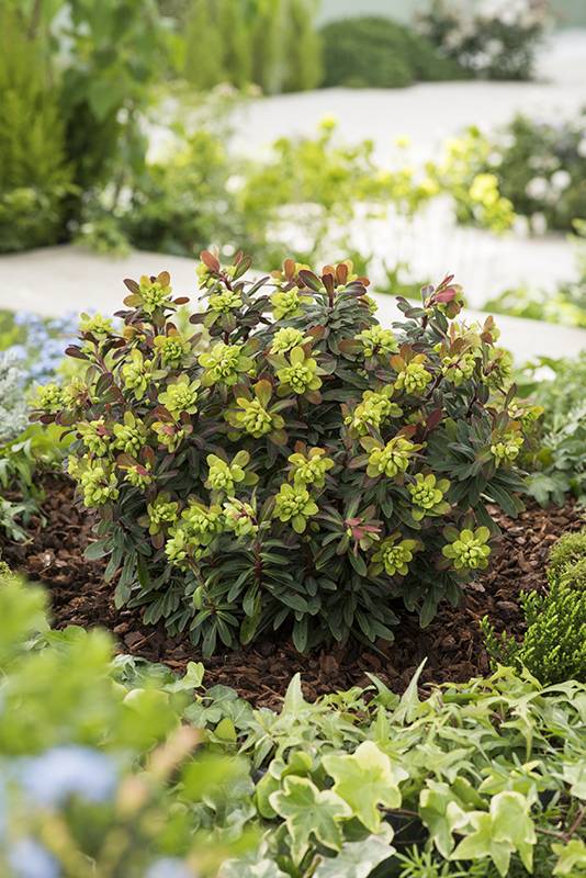 Euphorbia del bosque 'Efanthia' - Imagen 1
