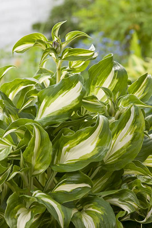 Hosta 'Mediovariegata', hosta 'Cream Delight' - Jardiland