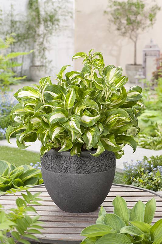 Hosta 'Mediovariegata', hosta 'Cream Delight' - Jardiland