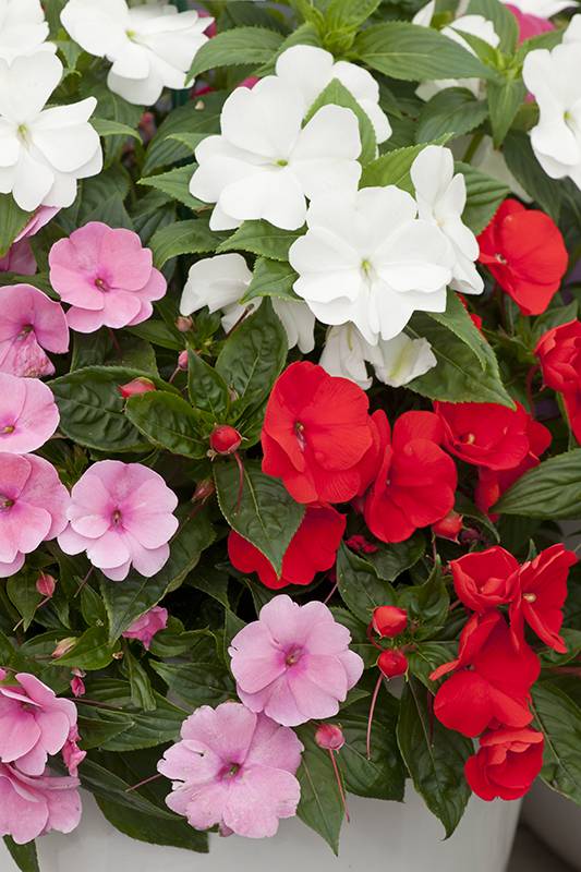 Impatiens de Nueva Guinea - Imagen 1