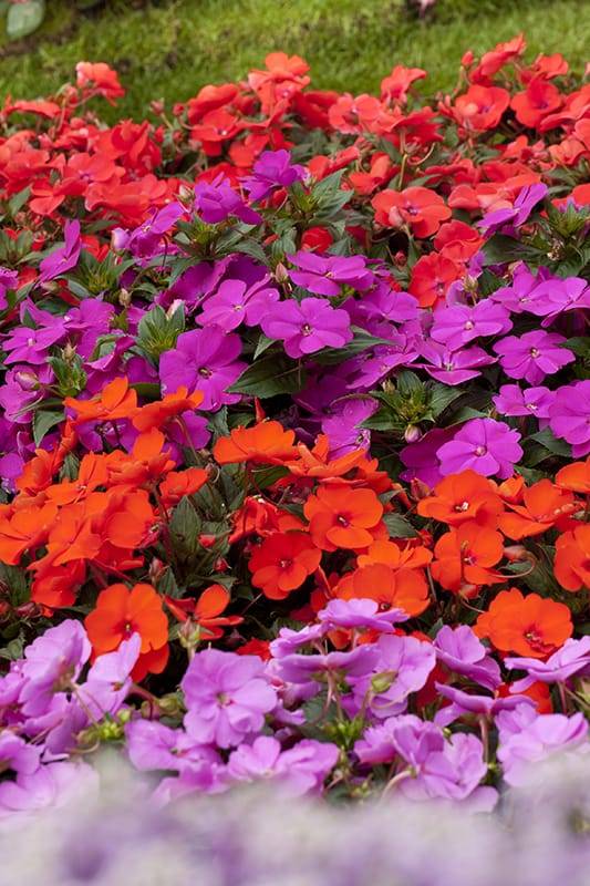 Impatiens de Nueva Guinea - Imagen 2
