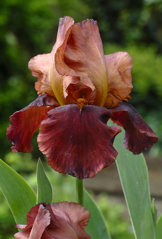 Iris de jardín rusticana