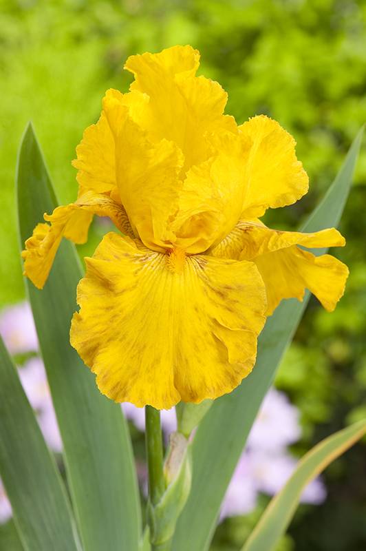 Iris des jardins west coast