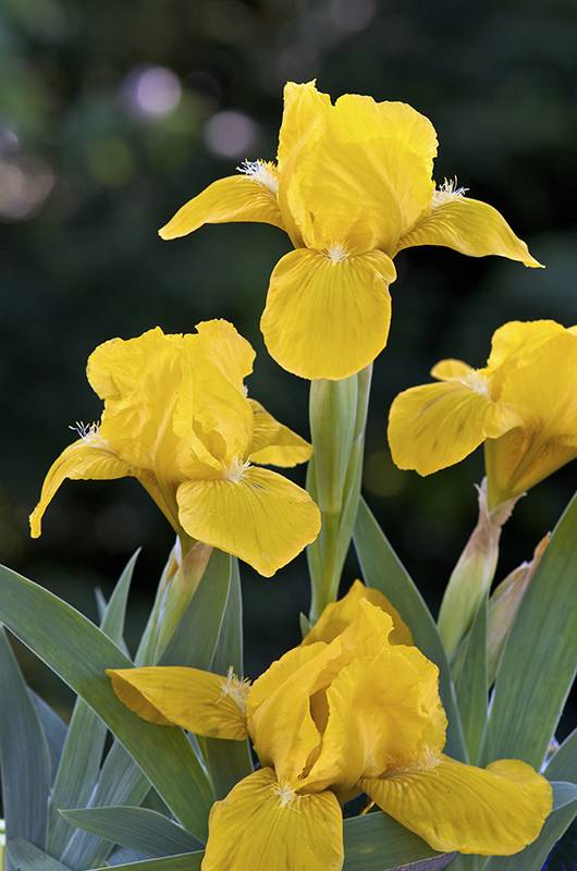Iris de jardín amarillo