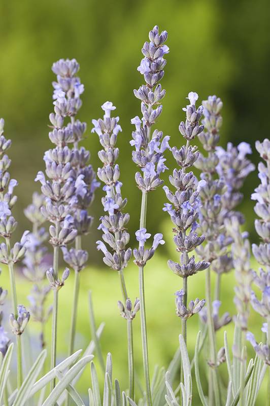 Lavanda 'Dutch' - Imagen 2