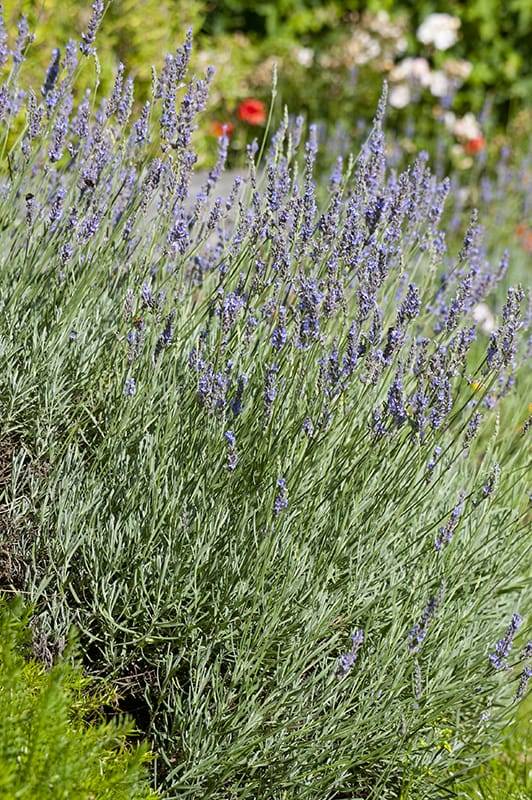 Lavanda 'Dutch' - Imagen 1