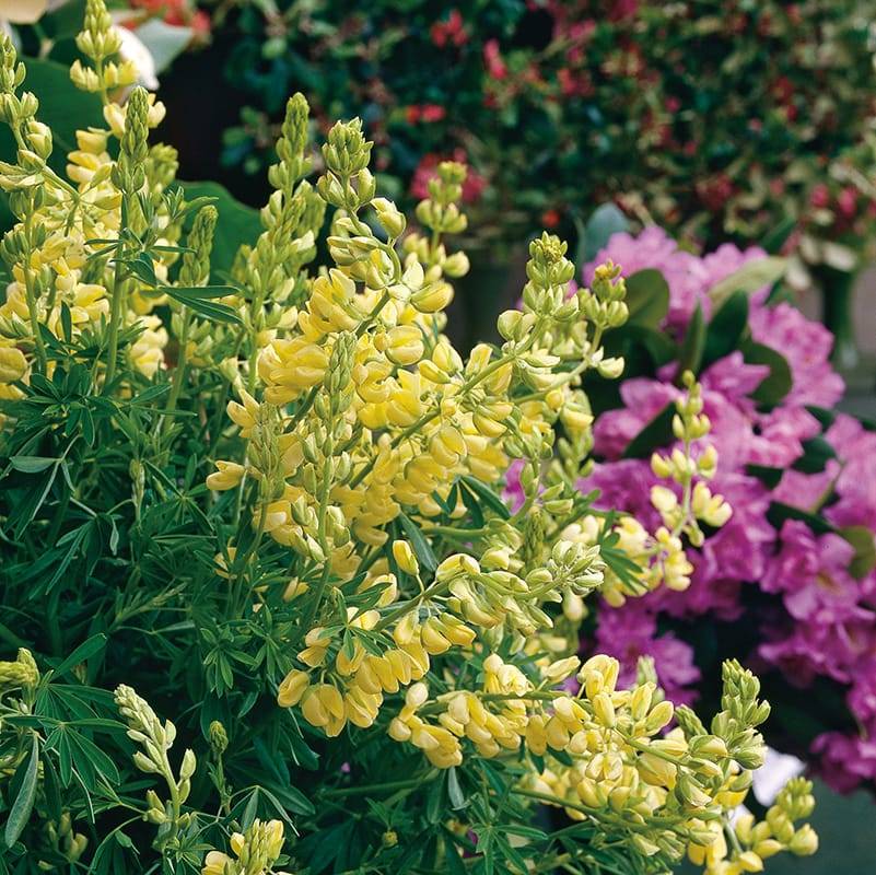 Lupin en arbre