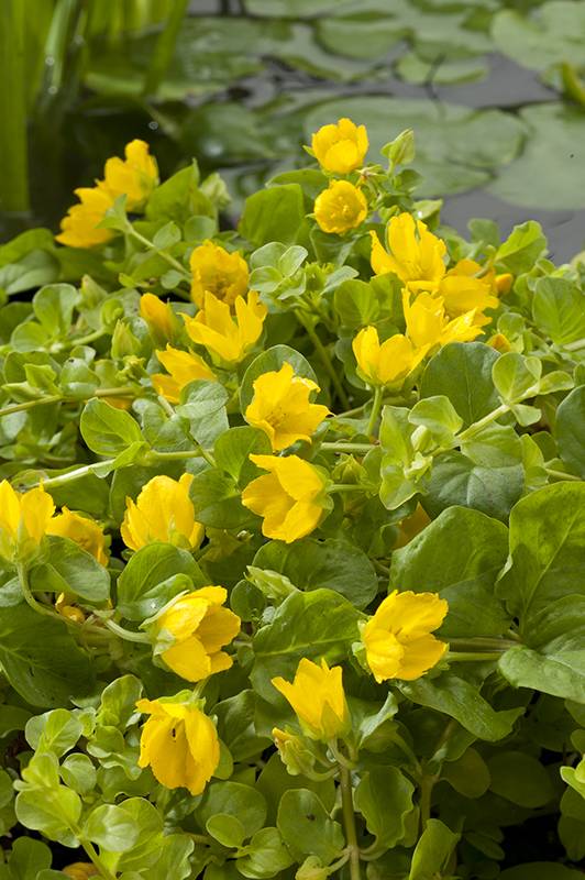 Lysimachia Nummularia 'Aurea'