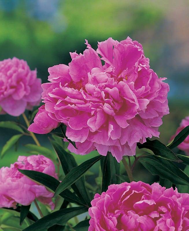 Pivoine de Chine 'Alexander Fleming'