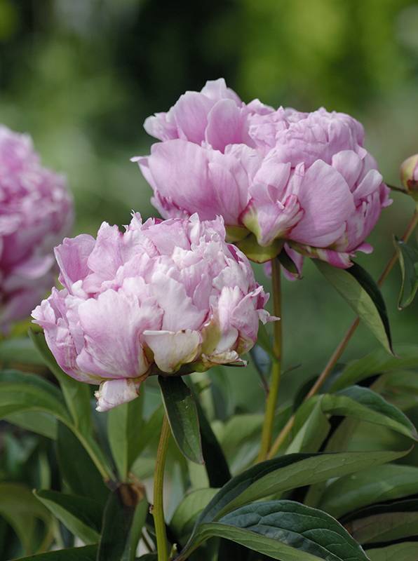 Pivoine De Chine 'Solange'