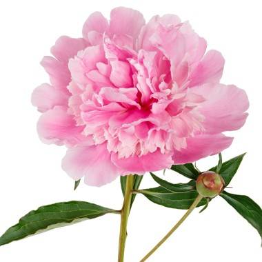 Pivoine de Chine