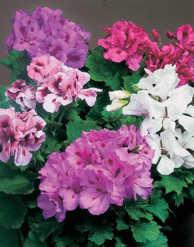 Pélargonium ou géranium des fleuristes, régal, à grandes fleurs