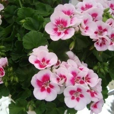 Géranium zonale, pélargonium zonale