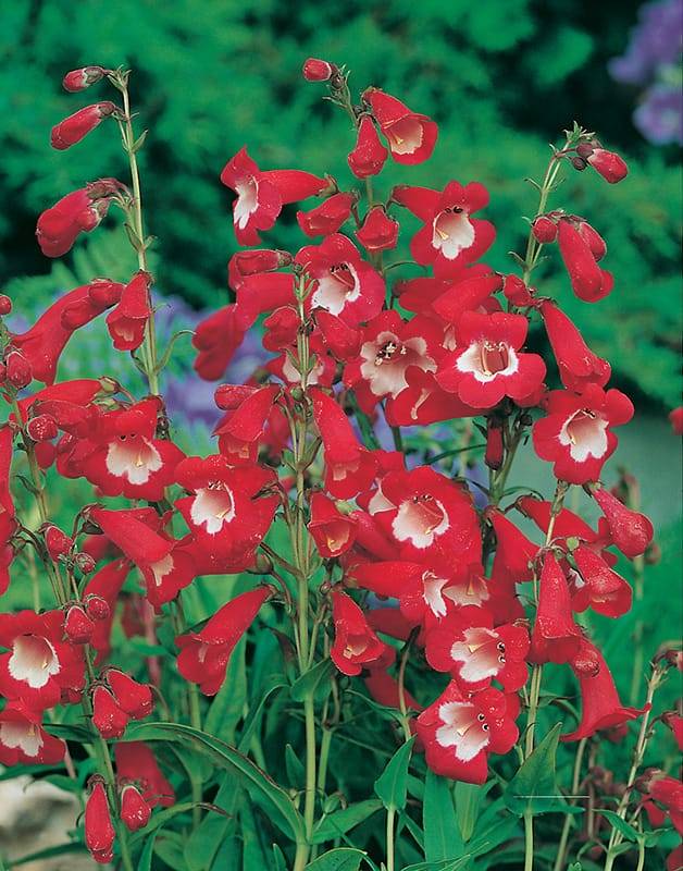 Galane 'rubicunda' - Jardiland