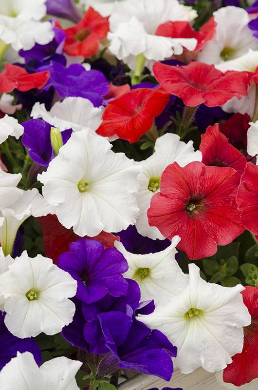 Petunia