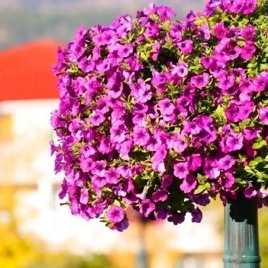Pétunia retombant, Surfinia®