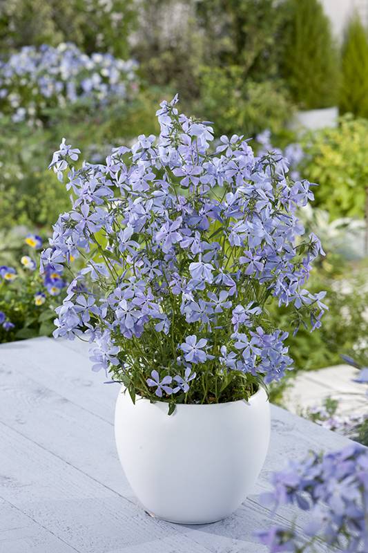 Phlox Divariqué - Image 3