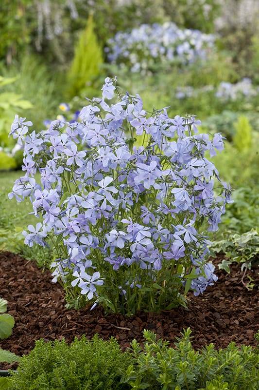 Phlox Divariqué - Image 1