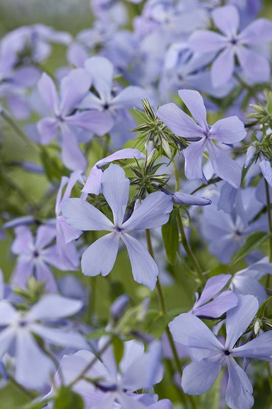 Phlox Divariqué - Image 2