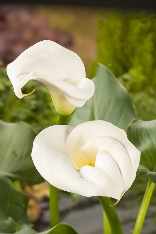 Arum d'Ethiopie, arum des fleuristes, calla - Imagen 2