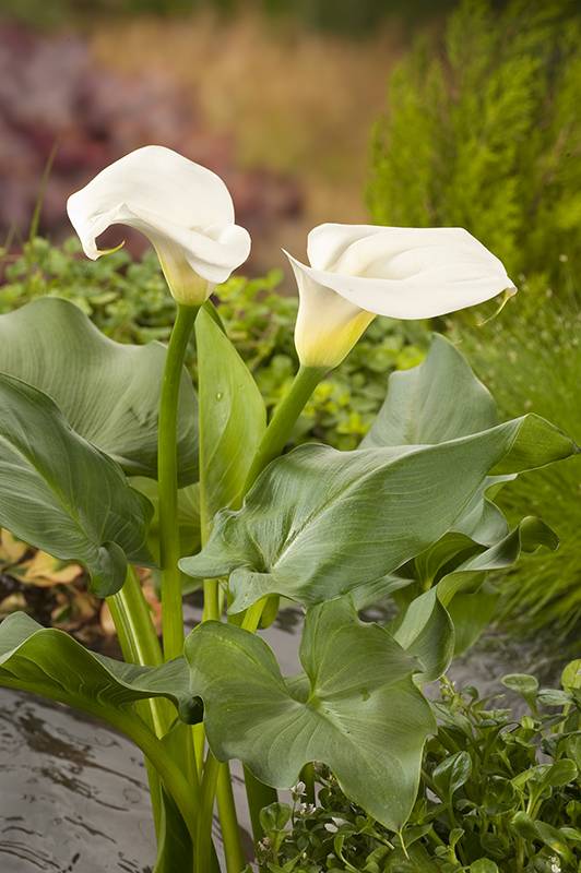 Arum d'Ethiopie, arum des fleuristes, calla - Imagen 1