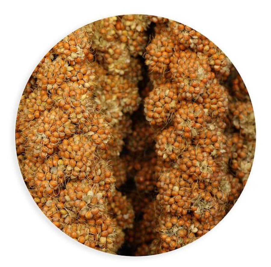 Tyrol - Millet grappes - TYROL - Imagen 1