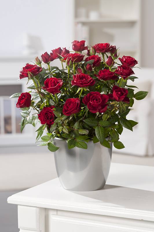 Rosier miniature - Image 2