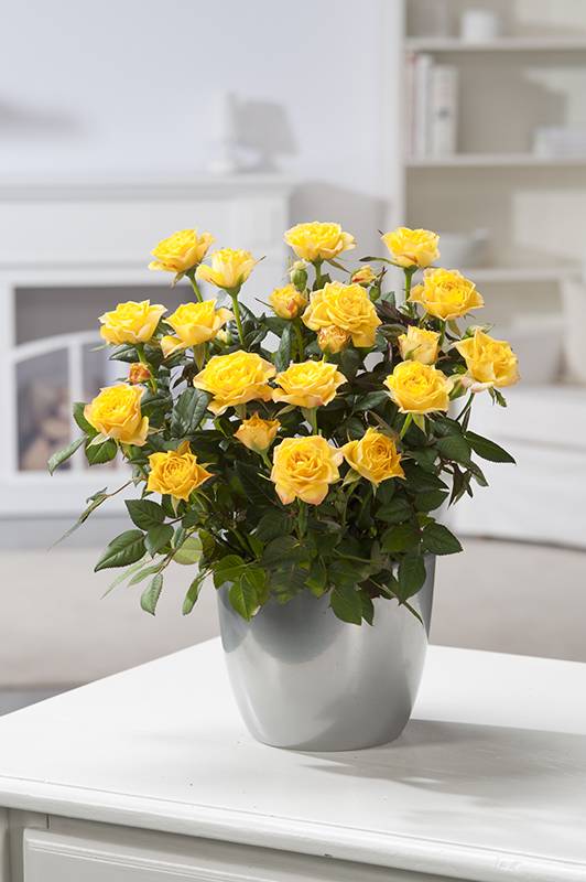 Rosier miniature - Image 1