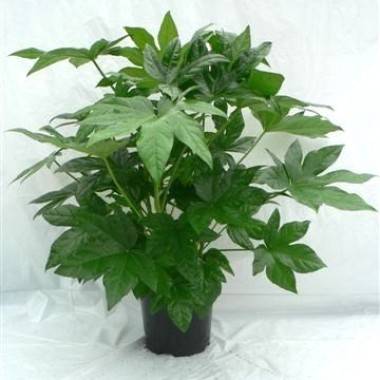 Faux Aralia - Image 2