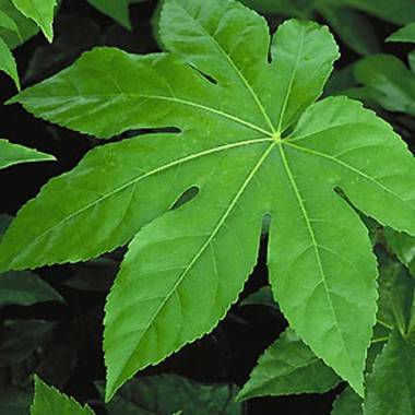 Faux Aralia - Image 1