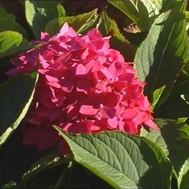 Hortensia de grandes flores rojas