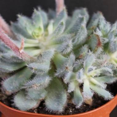 Echeveria 'Setosa' - Imagen 1