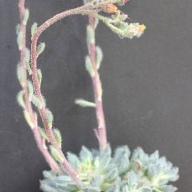 Echeveria 'Setosa' - Imagen 2