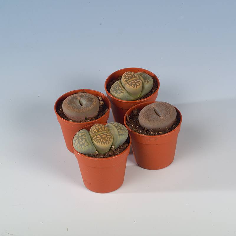 Plante caillou - Image 1