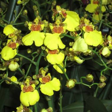 Oncidium - Image 1