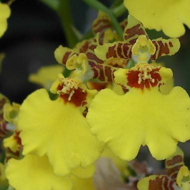 Oncidium - Image 2